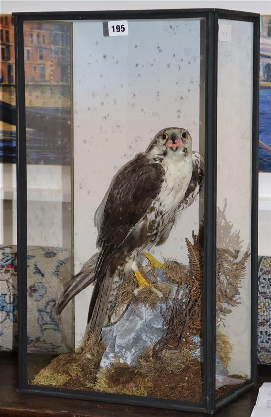 A cased taxidermic falcon